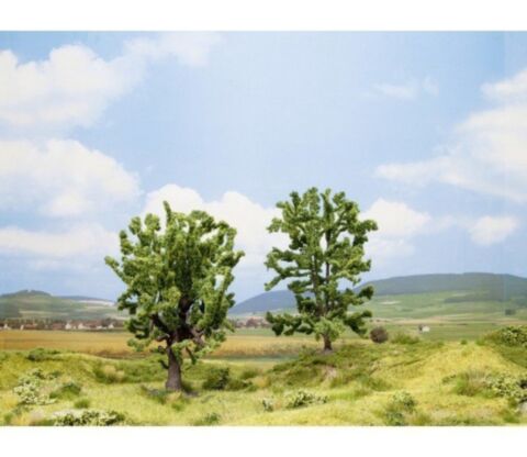 Salcam si stejar-cub promotional