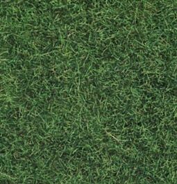 Fire iarba salbatica