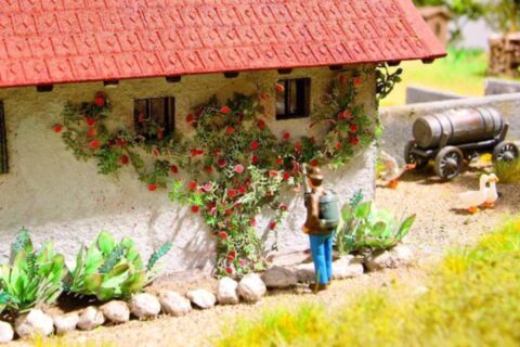 Trandafiri cataratori